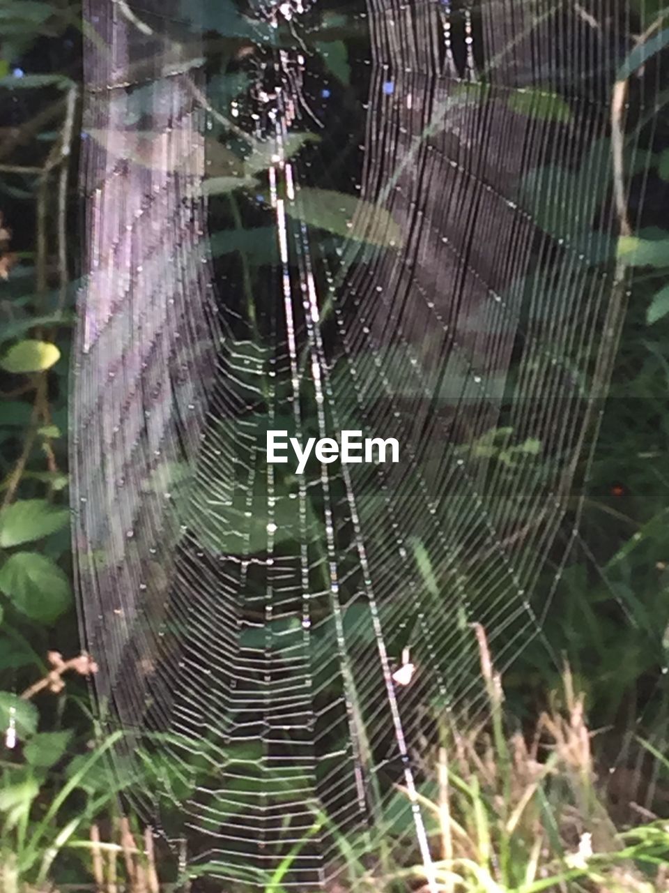 CLOSE-UP OF SPIDER WEB ON WEB