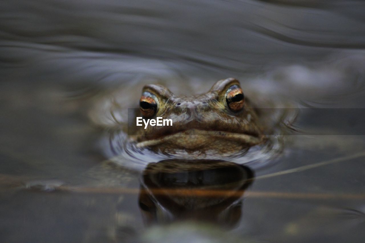 Close-up portrait of frog in lake