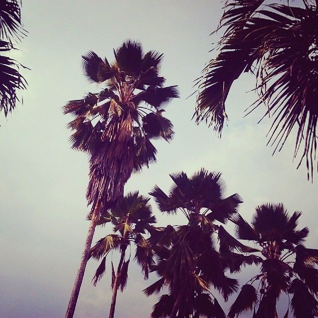 LOW ANGLE VIEW OF PALM TREES AGAINST SKY