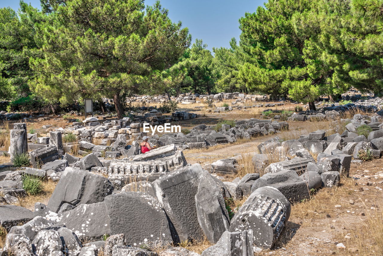 PANORAMIC VIEW OF ROCKS AND TREES IN SUNLIGHT