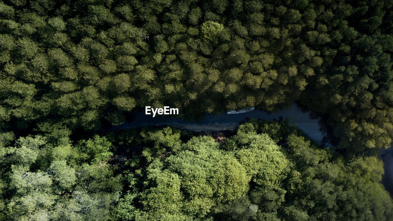 HIGH ANGLE VIEW OF TREES IN FOREST