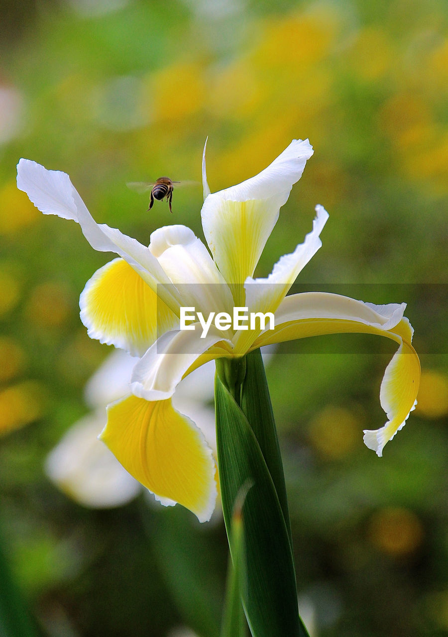 CLOSE-UP OF WHITE FLOWERS BLOOMING OUTDOORS