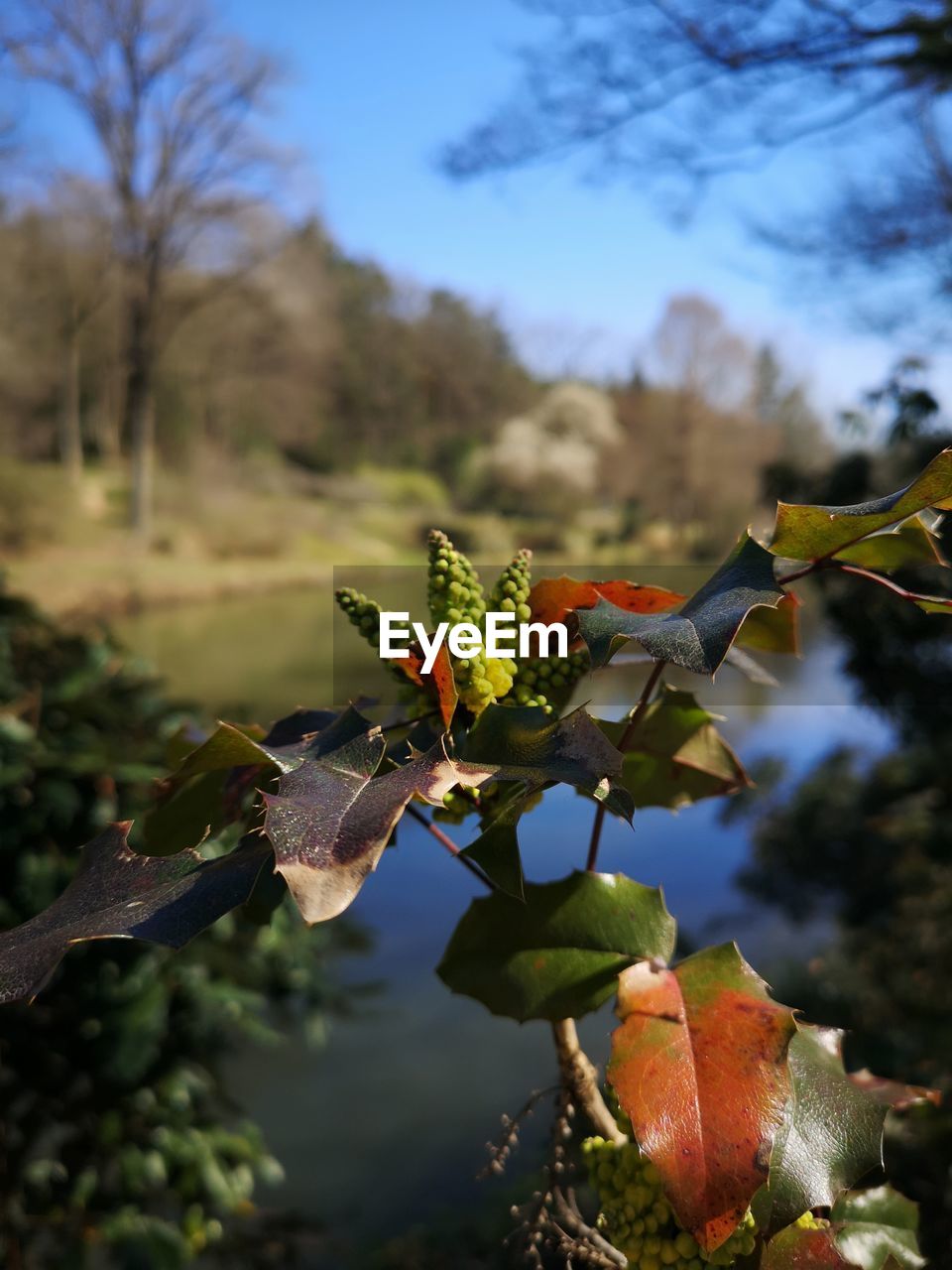 CLOSE-UP OF FLOWERING PLANT AGAINST TREE BRANCHES