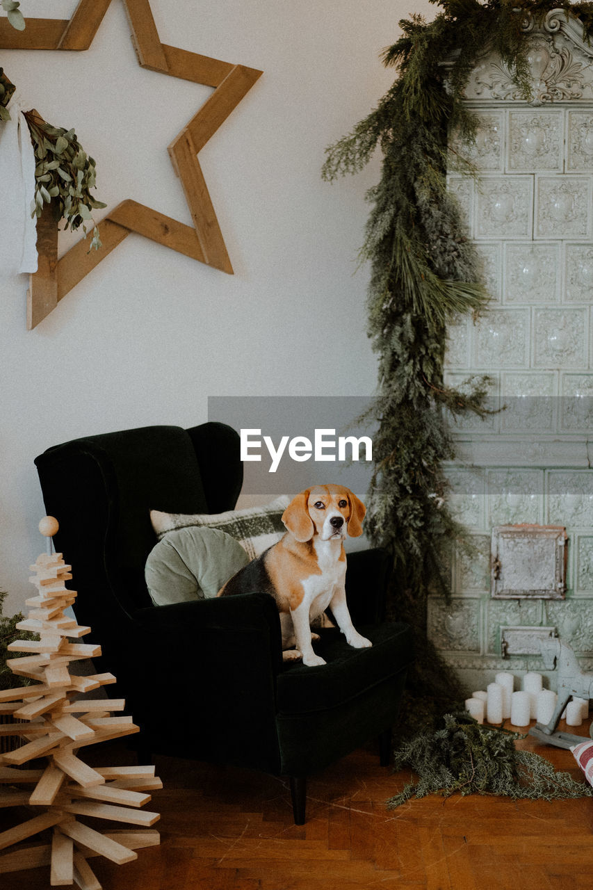 Portrait of dogs sitting on sofa at home