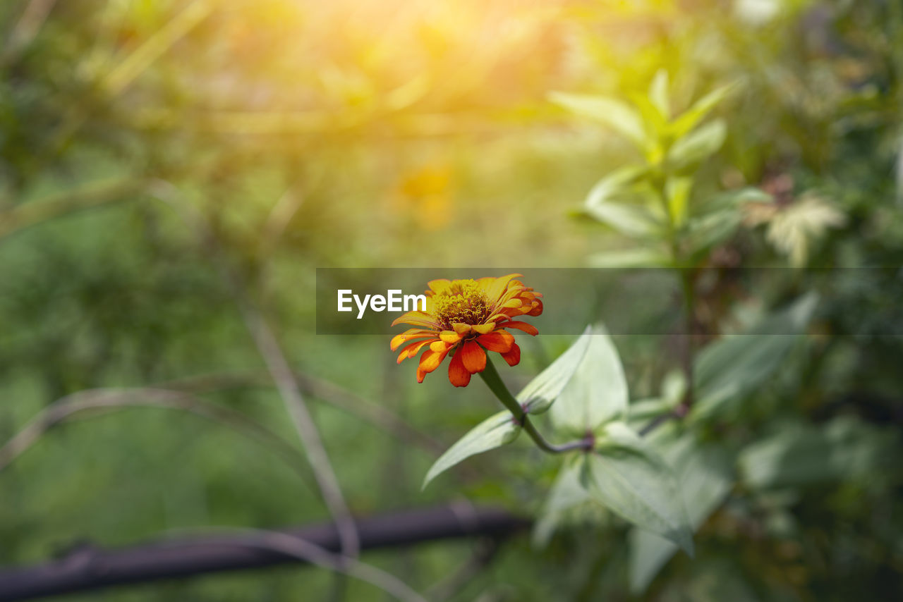 CLOSE-UP OF YELLOW FLOWER AGAINST PLANTS