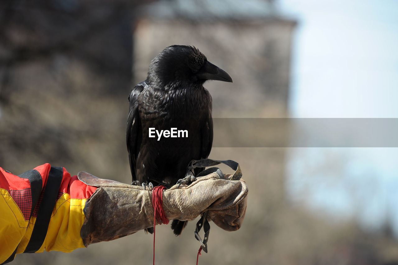 REAR VIEW OF BIRD PERCHING ON A OUTDOORS