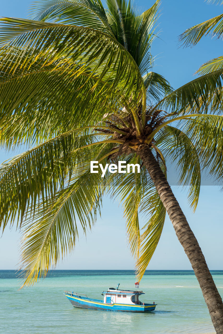 Palm tree at beach against clear sky