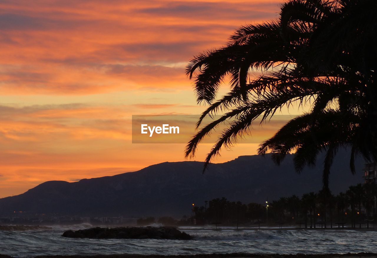 Silhouette palm tree by sea against orange sky