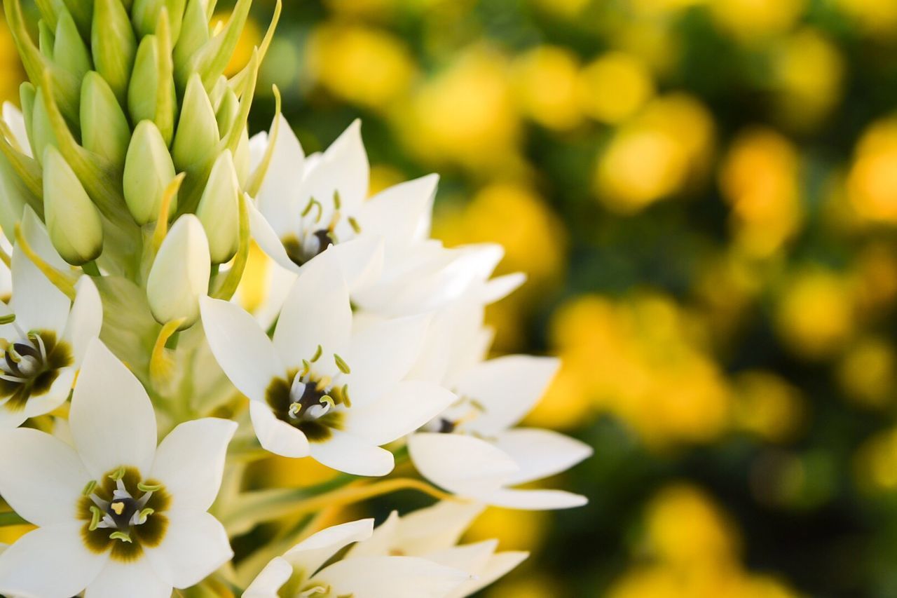 CLOSE-UP OF YELLOW FLOWERS BLOOMING