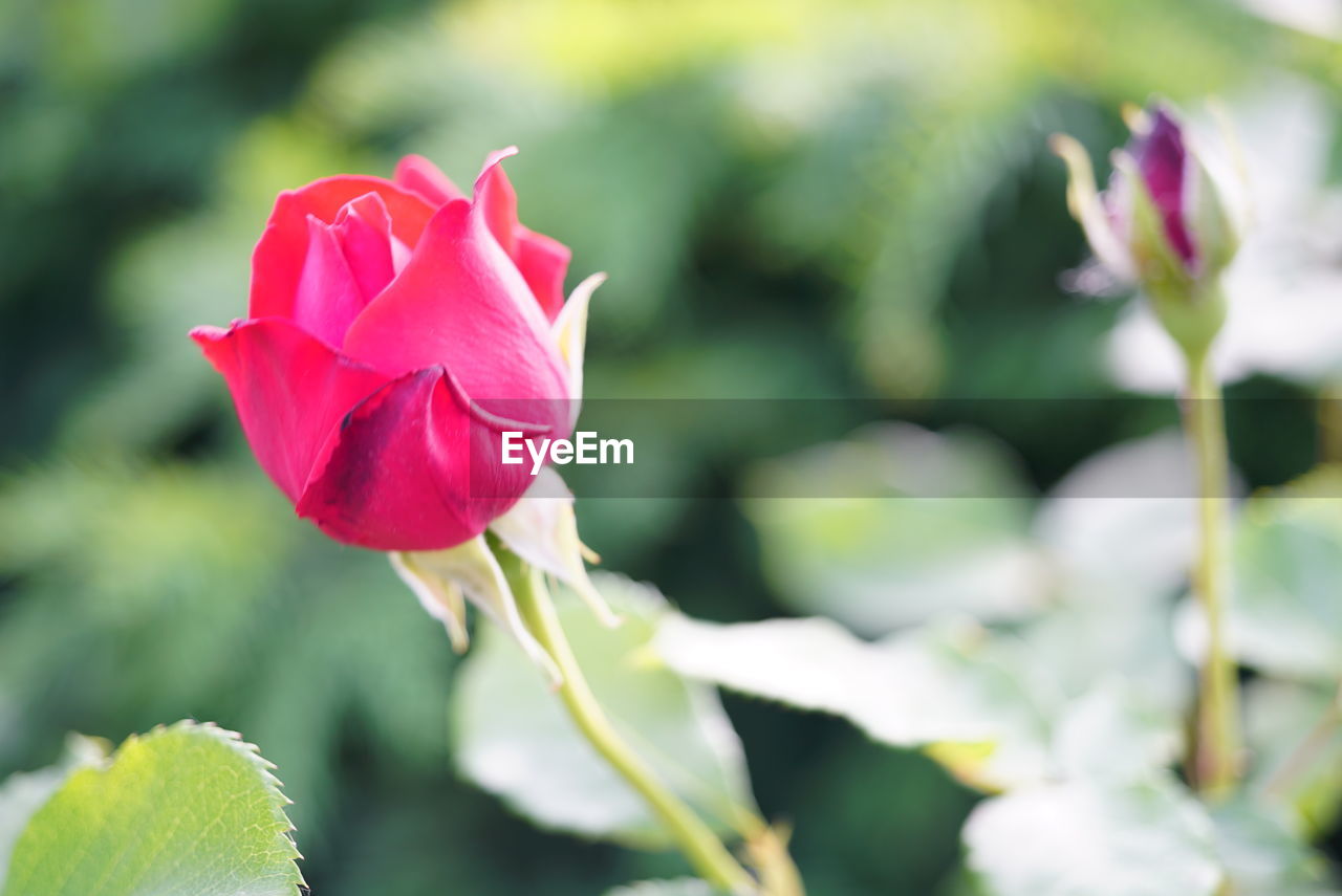 CLOSE-UP OF PINK ROSE FLOWER AGAINST BLURRED BACKGROUND