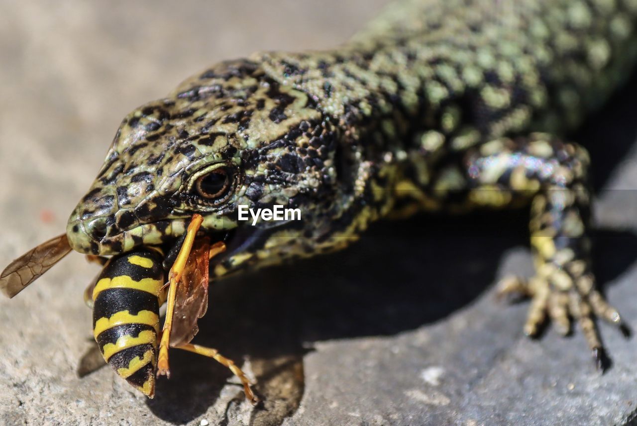 Close-up of a lizard