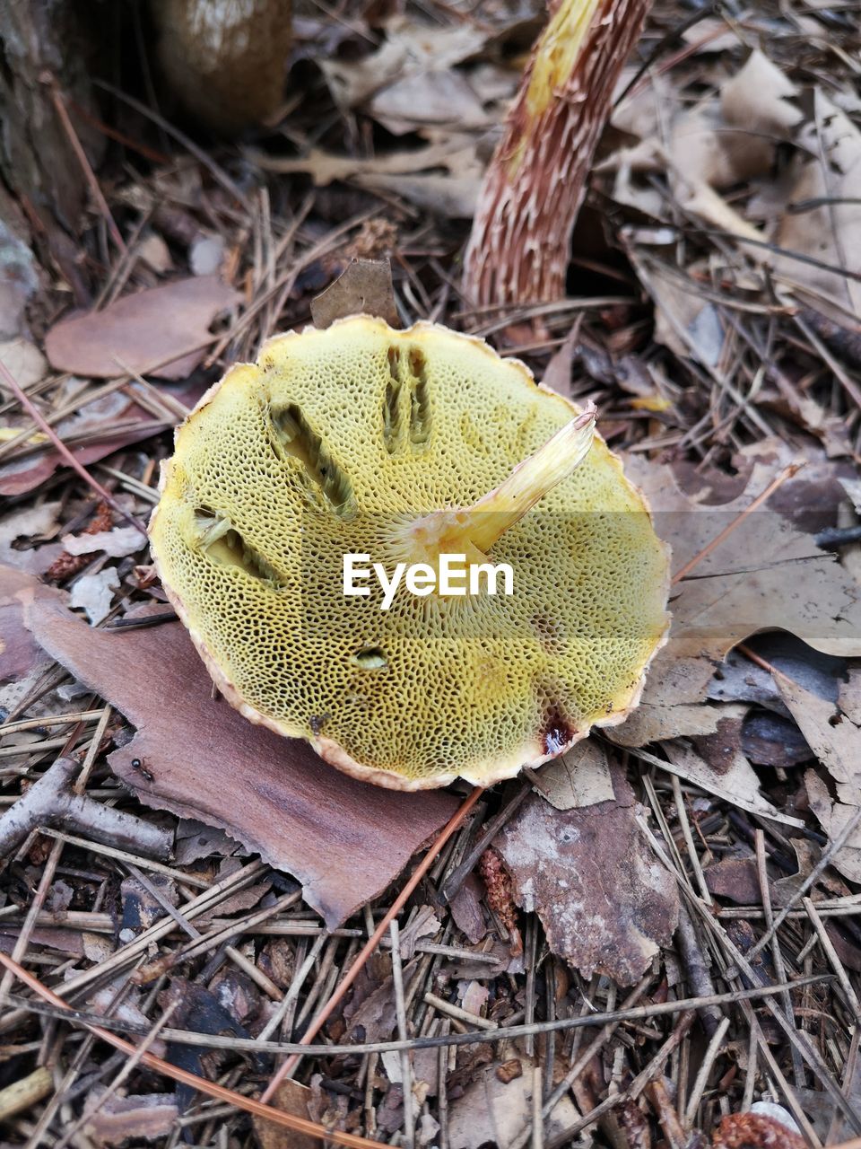 HIGH ANGLE VIEW OF A DRY LEAF ON FIELD
