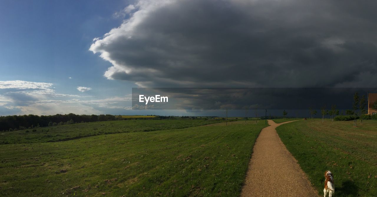 Dog standing by pathway on field against sky