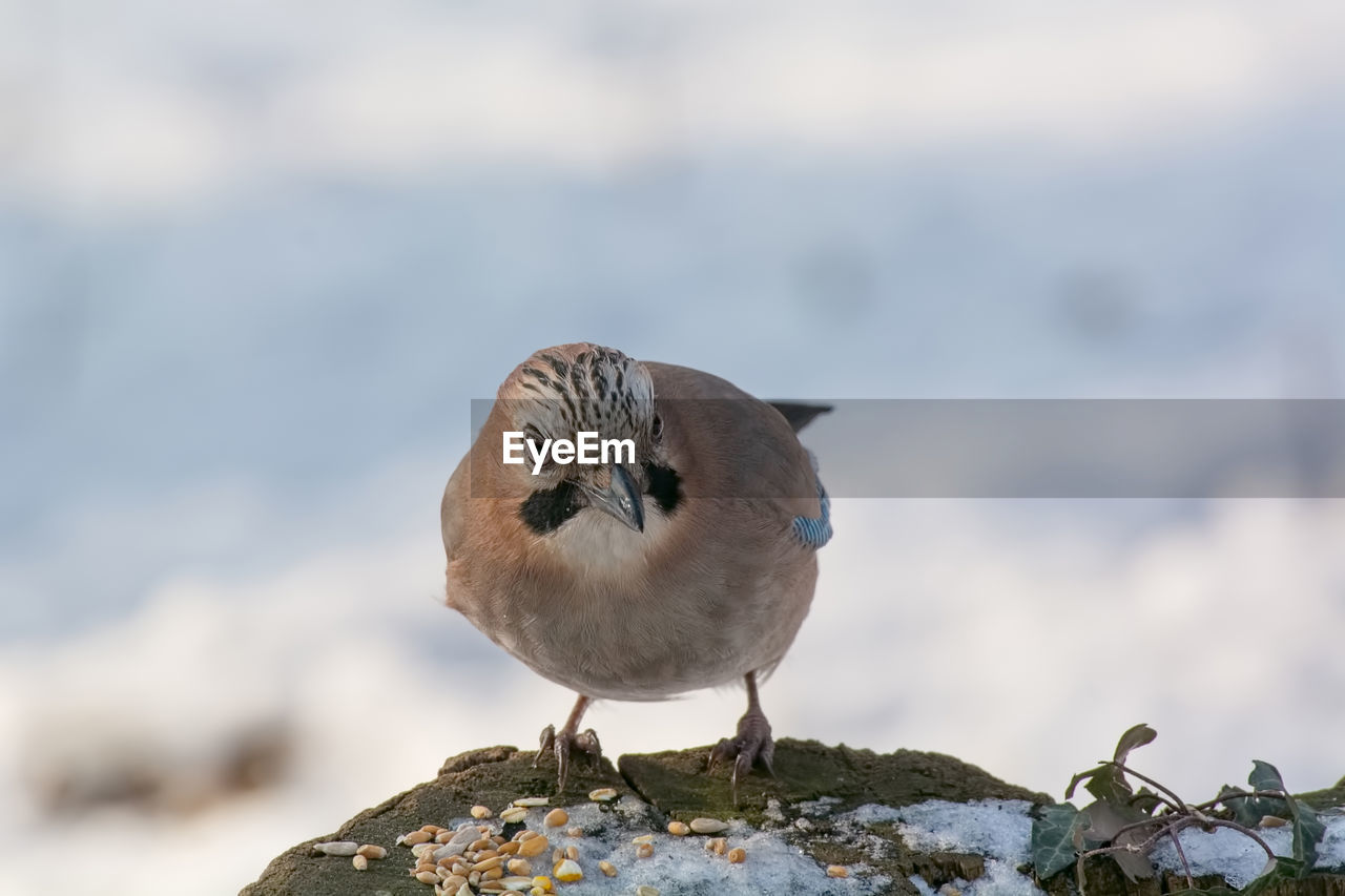 CLOSE-UP OF BIRD PERCHING ON BRANCH AGAINST SKY