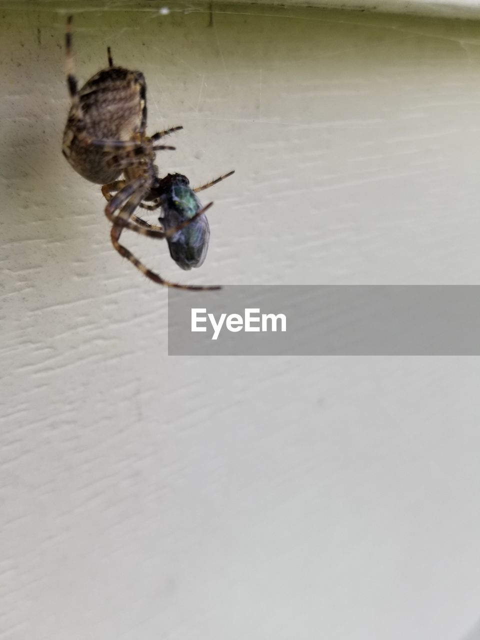 HIGH ANGLE VIEW OF INSECT ON WATER SURFACE