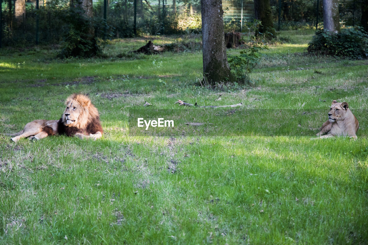 DOG LYING ON GRASS