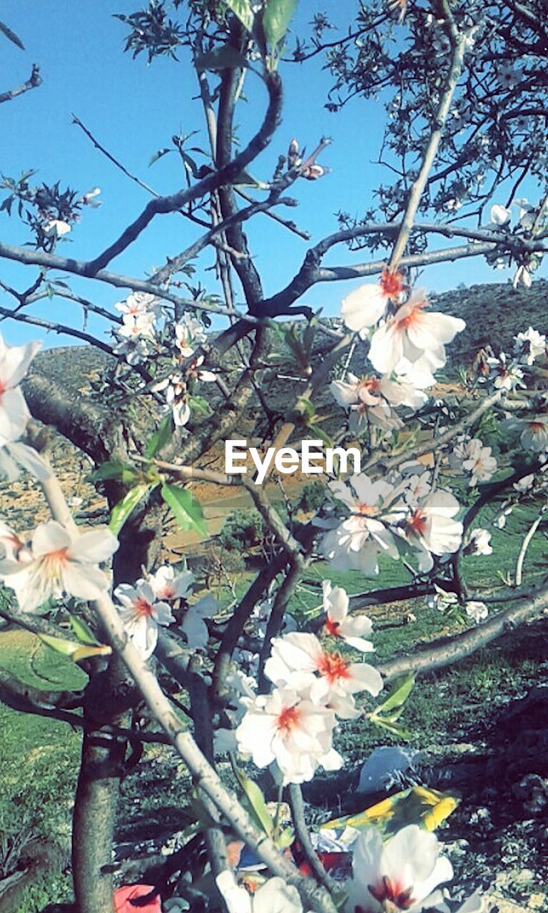 LOW ANGLE VIEW OF BLOOMING TREE