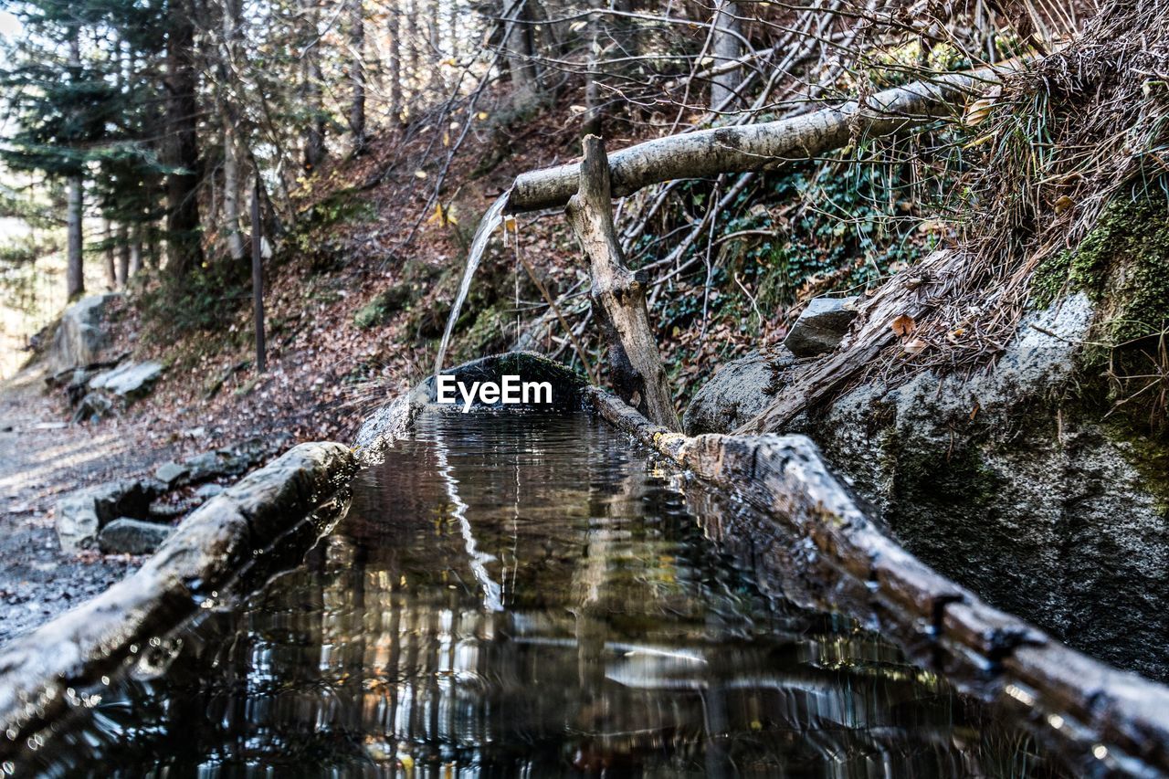 Trees in forest