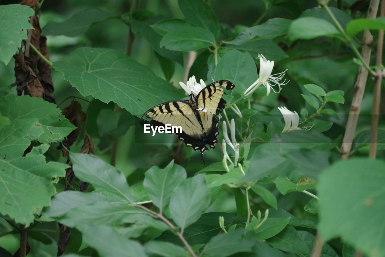 Butterfly perching on leaf