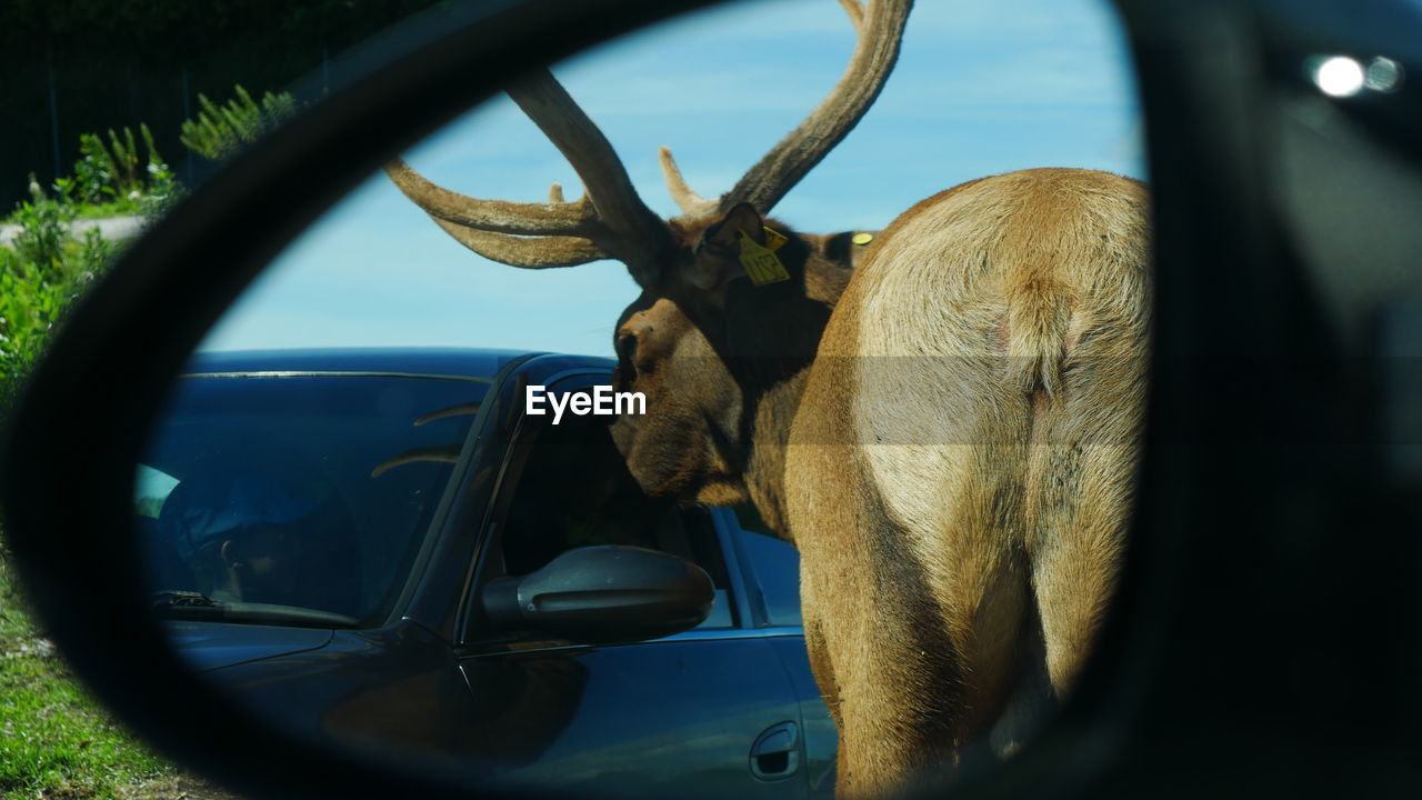 CLOSE-UP OF DEER BY CAR