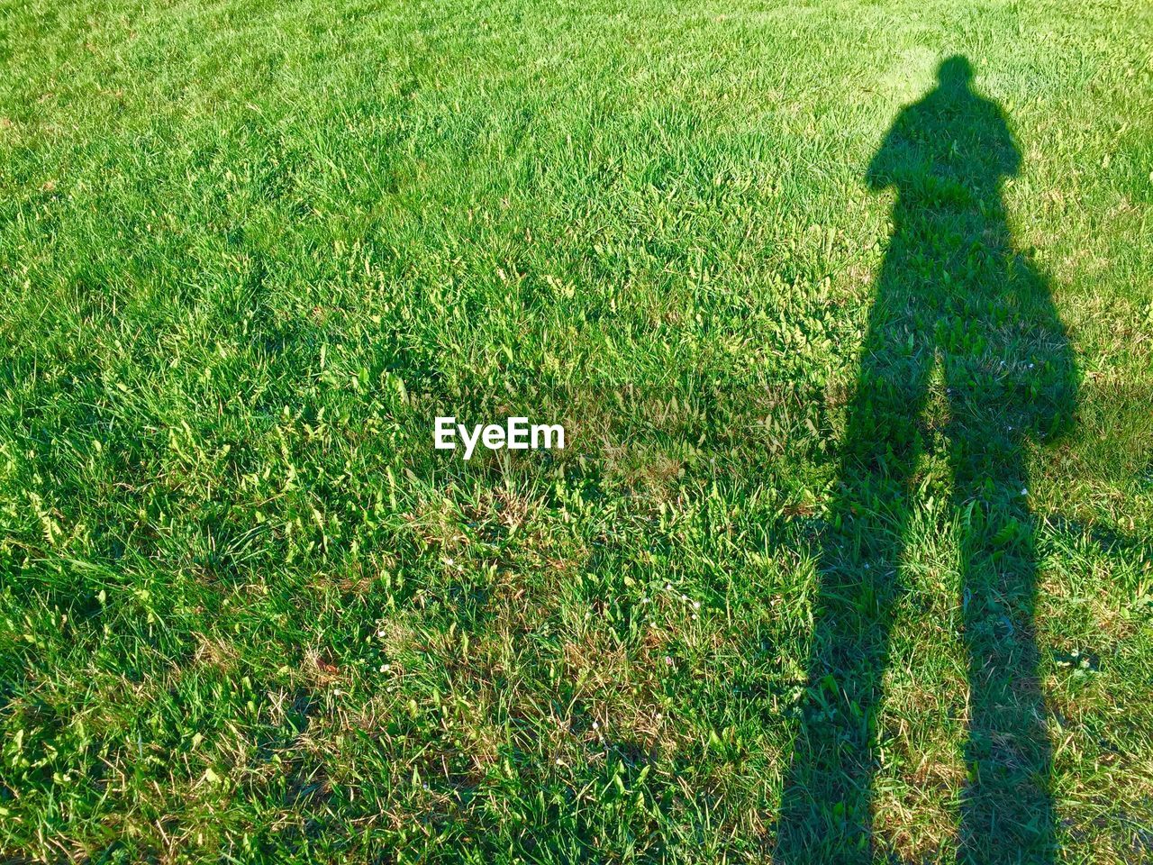 Shadow of man on grassy field