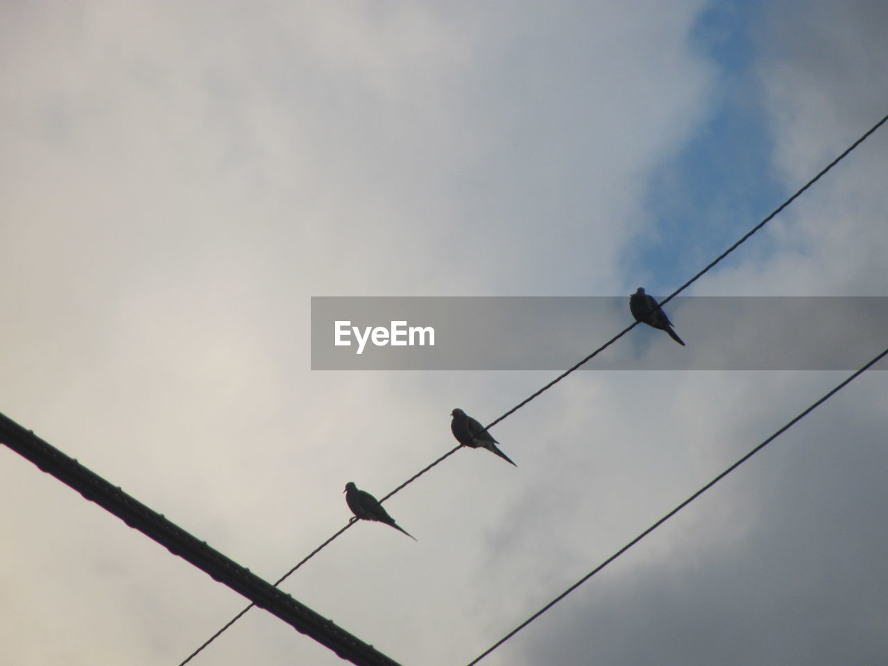 LOW ANGLE VIEW OF BIRDS PERCHING ON CABLES AGAINST SKY