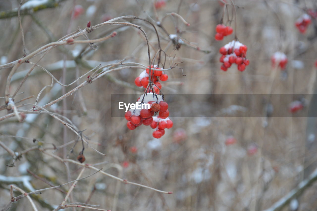 winter, plant, tree, fruit, branch, berry, red, food, nature, food and drink, spring, healthy eating, no people, flower, focus on foreground, blossom, leaf, day, frost, twig, freshness, growth, beauty in nature, close-up, produce, outdoors, cold temperature, snow, rose hip, autumn, macro photography