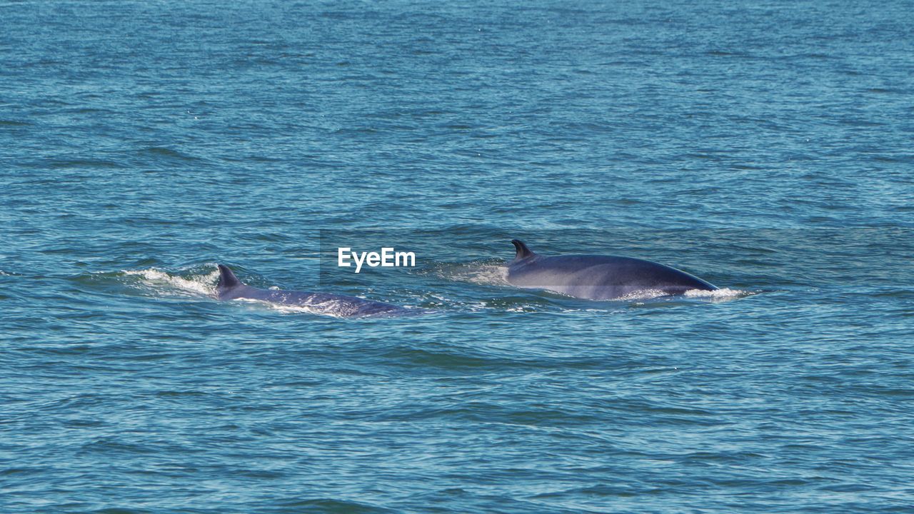 VIEW OF SWIMMING UNDERWATER