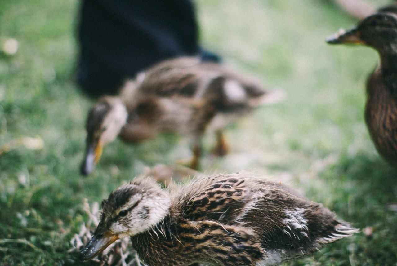 Ducklings on field