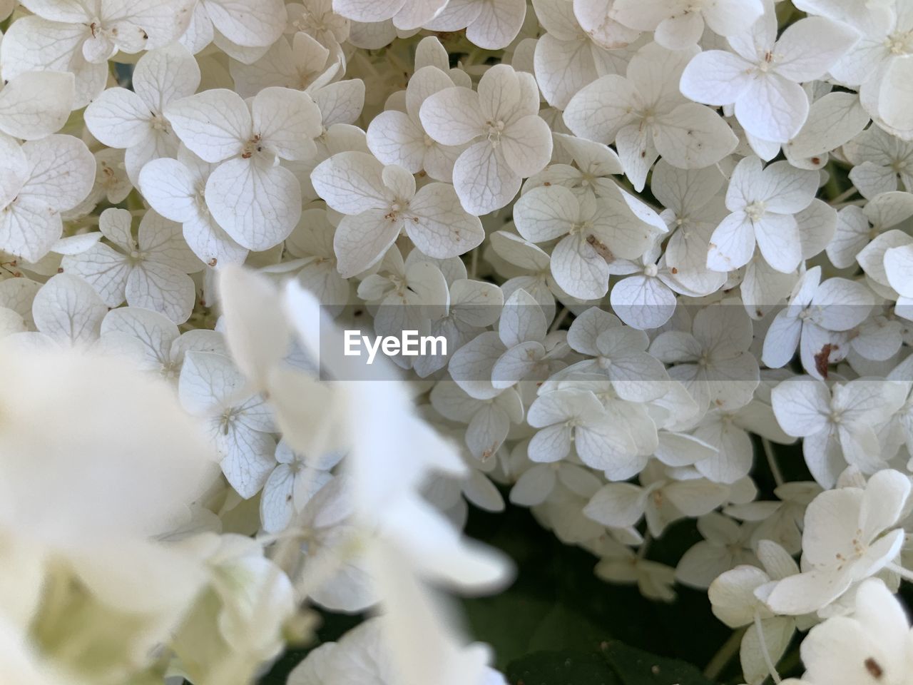 Close up of white hydrangeas flowers