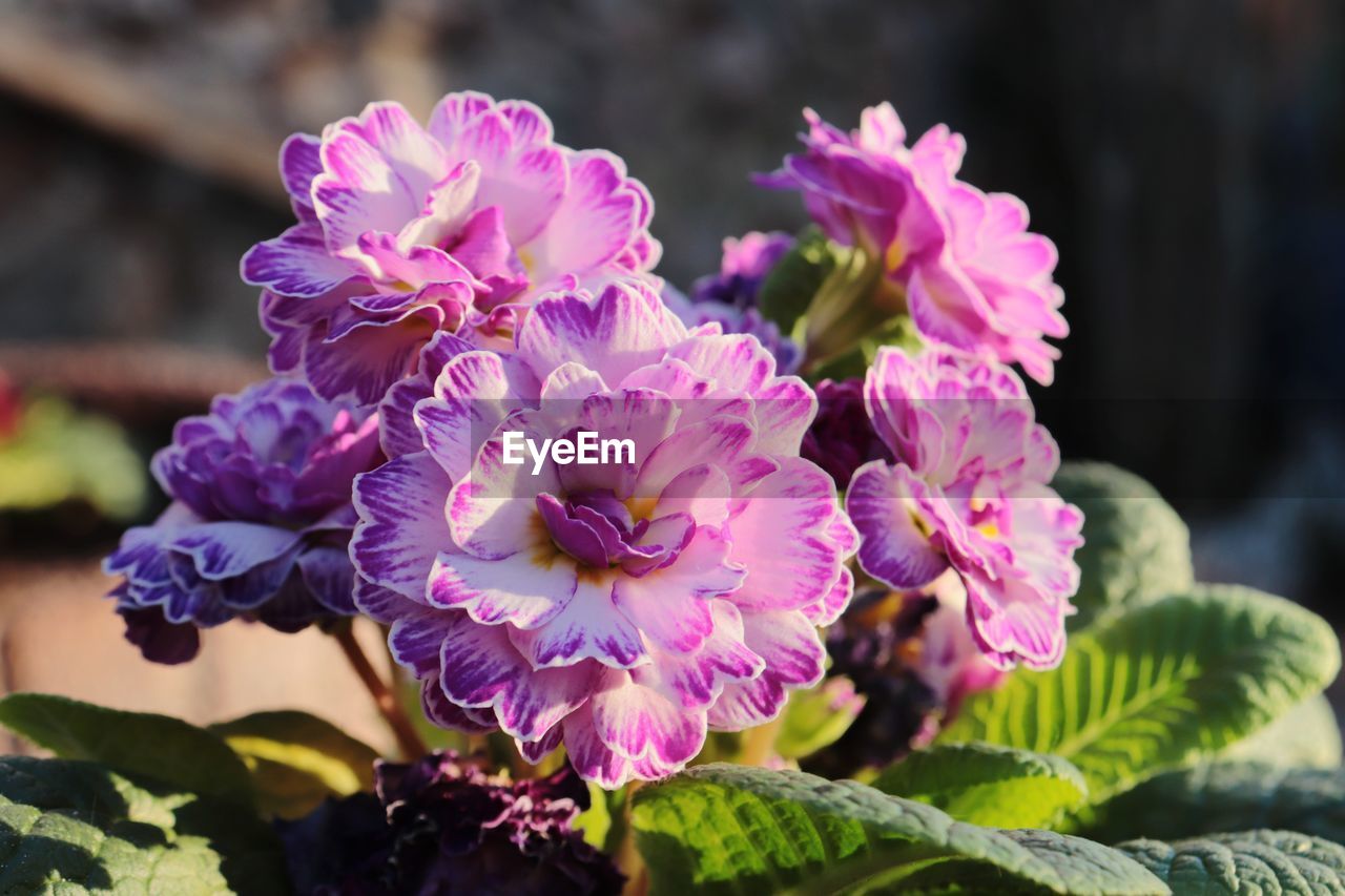 CLOSE-UP OF PURPLE FLOWERING PLANT