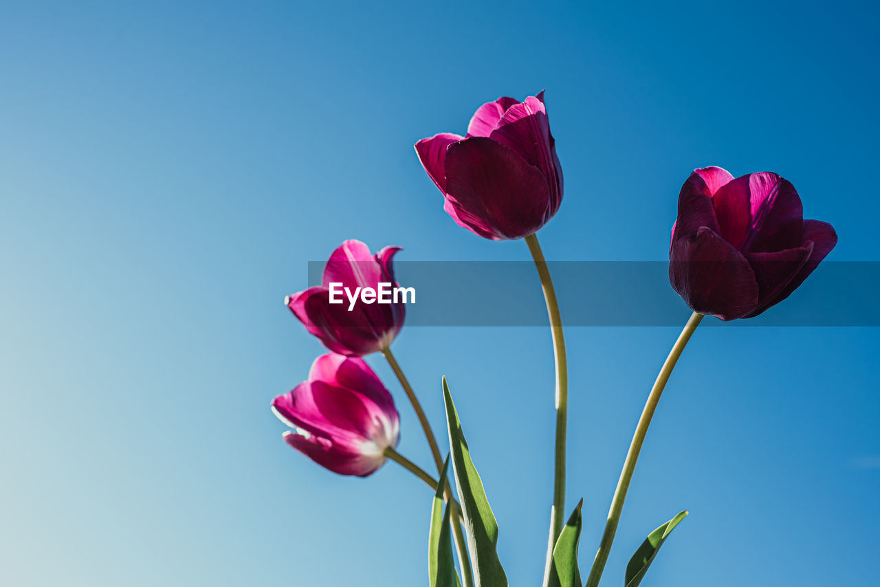 Low angle shot of bright pink tulip flowers against a blue sky.