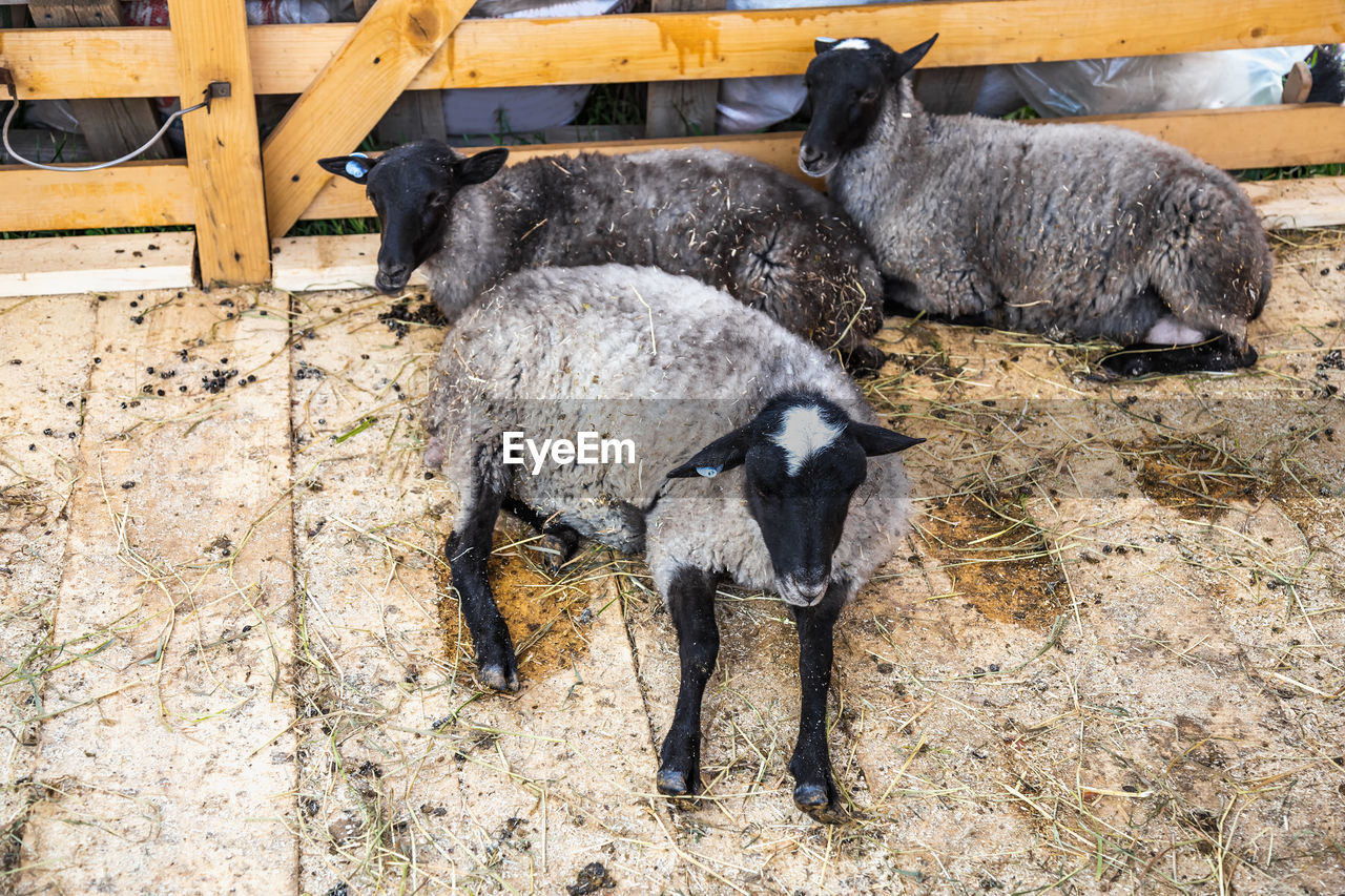 High angle view of sheep relaxing in shed