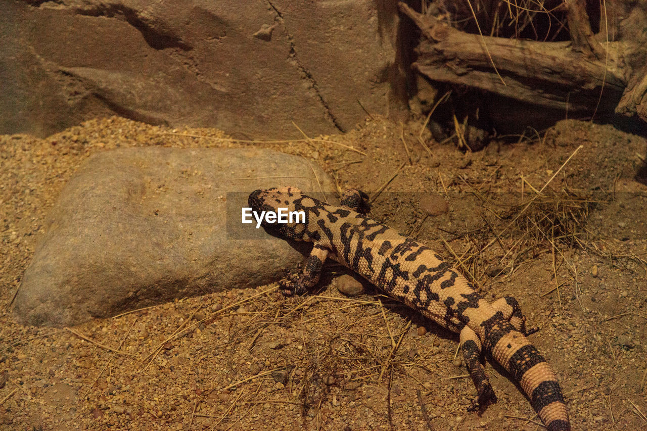 HIGH ANGLE VIEW OF CAT ON SAND