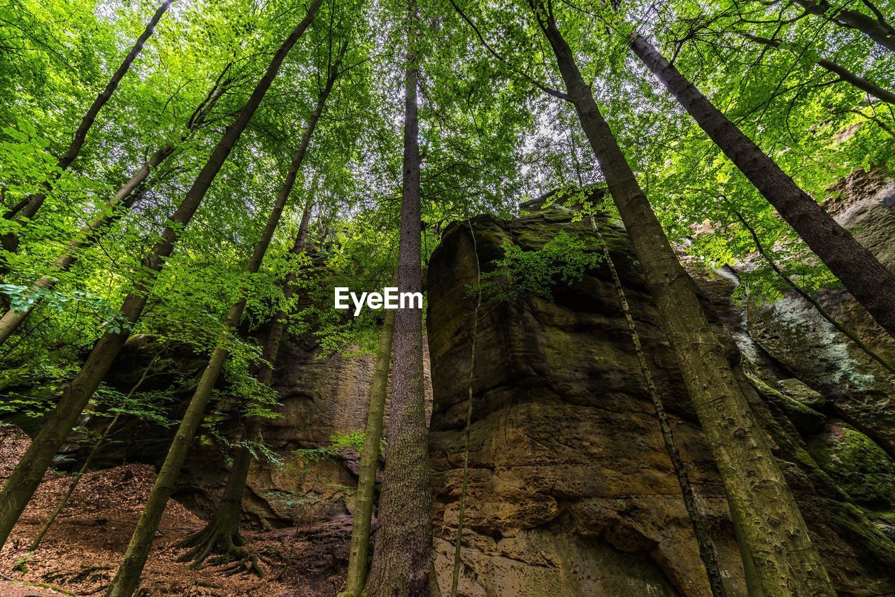 Low angle view of bamboo trees in forest