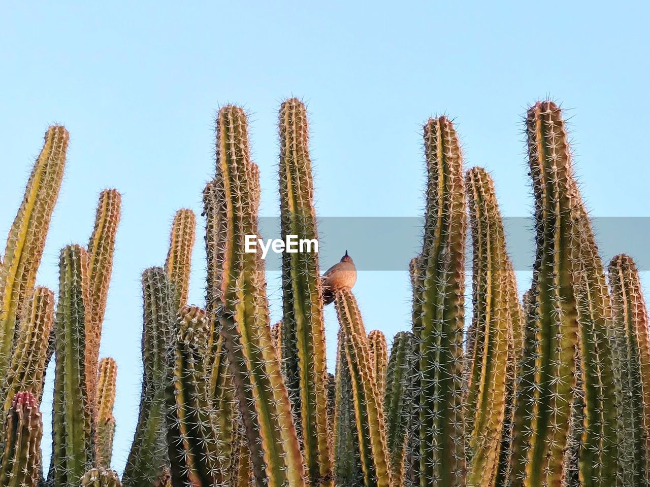 Low angle view of cactus against clear blue sky