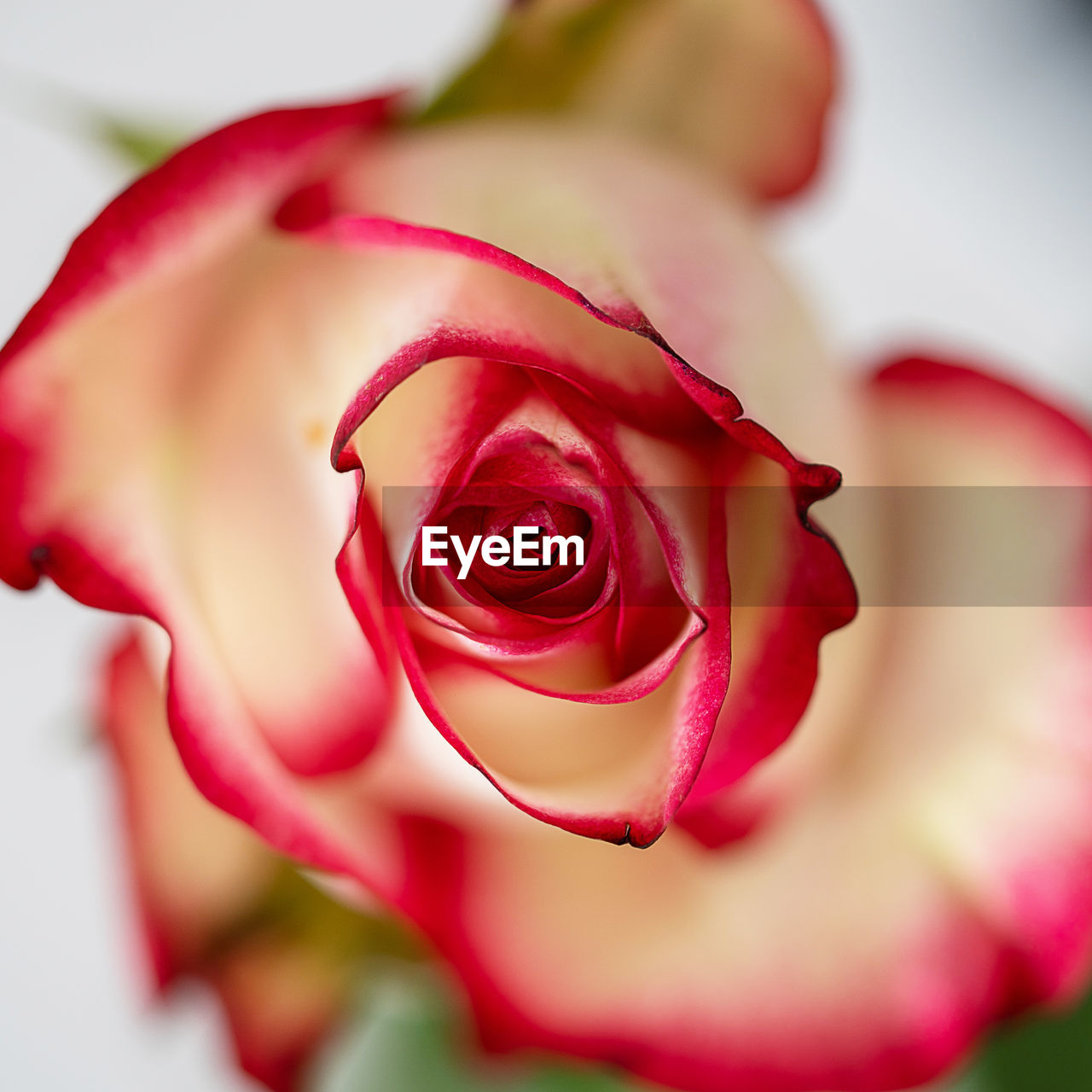 pink, flower, flowering plant, plant, beauty in nature, rose, freshness, close-up, petal, red, nature, fragility, flower head, inflorescence, garden roses, macro photography, no people, love, positive emotion, emotion, outdoors, focus on foreground, selective focus