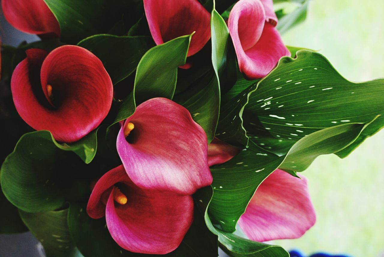 CLOSE-UP OF PINK FLOWERS BLOOMING