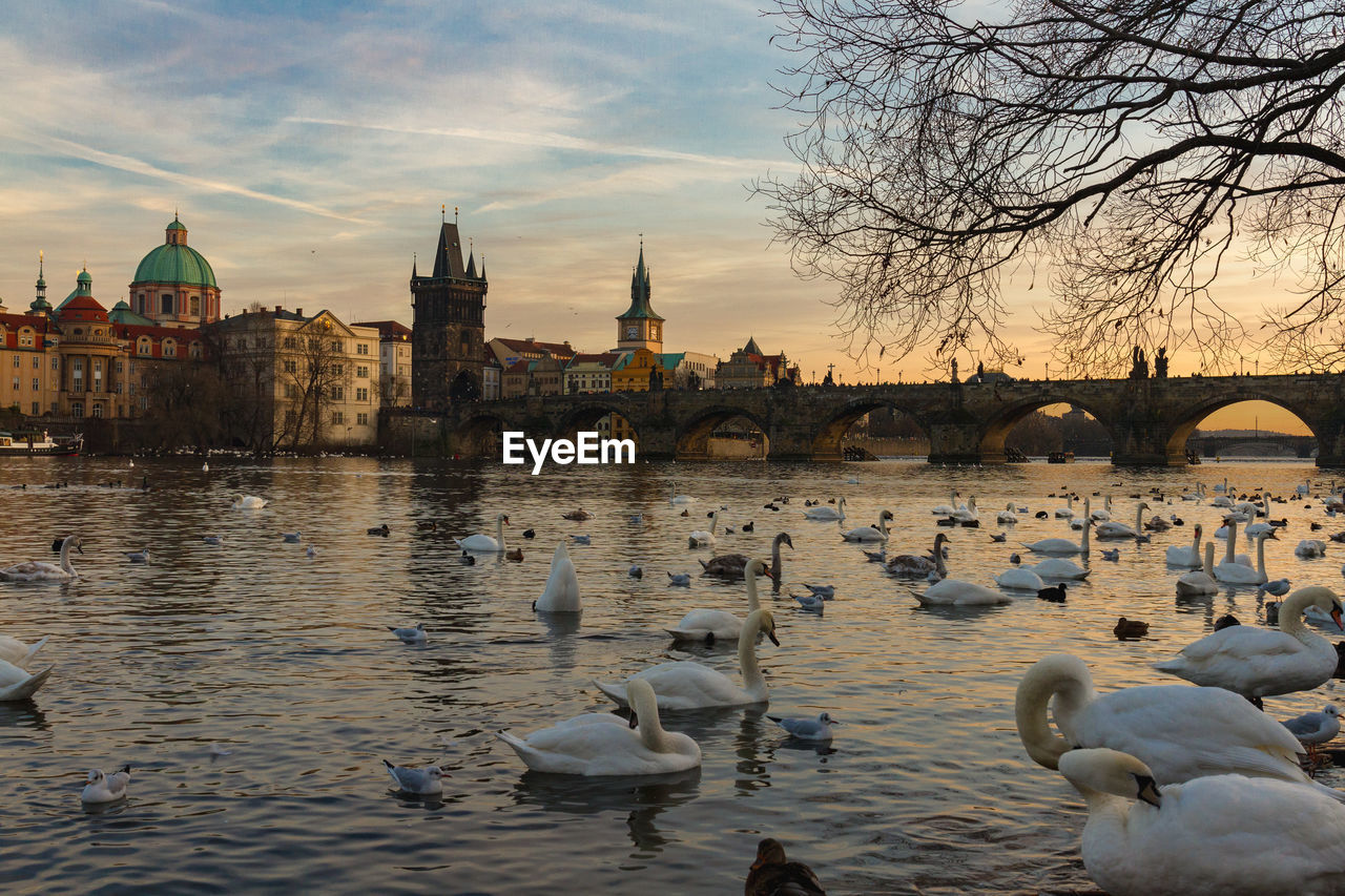 BIRDS IN A RIVER
