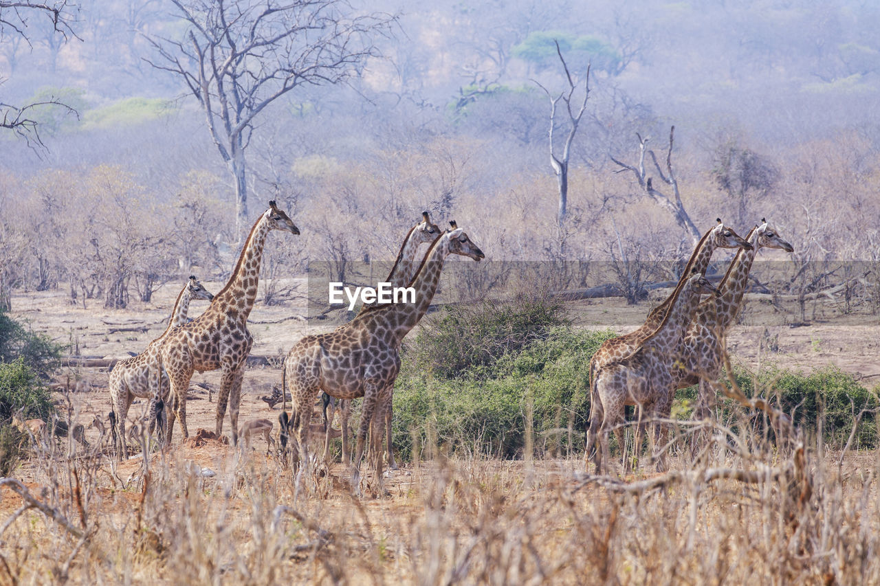 Giraffes standing on grassy field