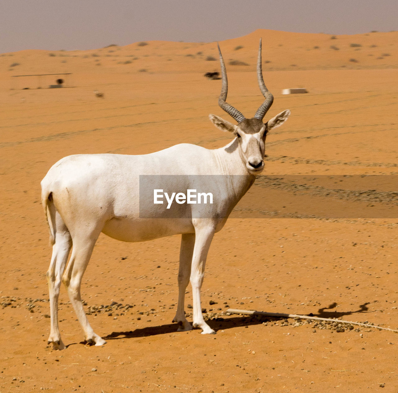 Portrait of addax standing at desert during sunny day