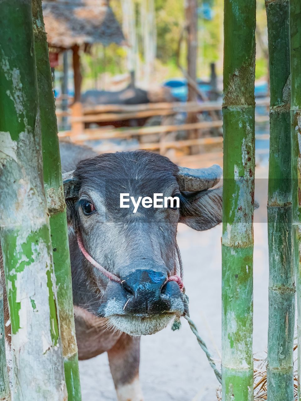 CLOSE-UP PORTRAIT OF AN ANIMAL