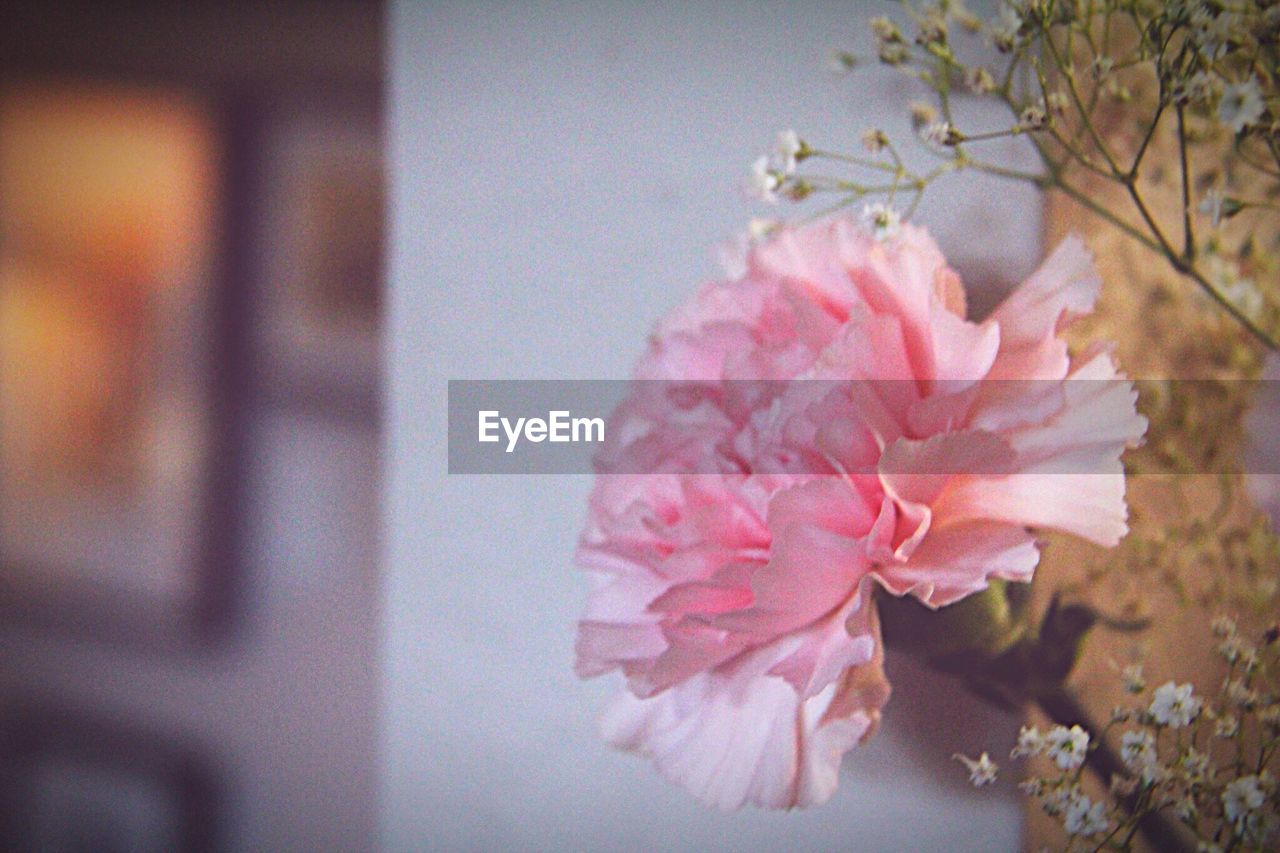 CLOSE-UP OF PINK FLOWER BLOOMING IN TREE
