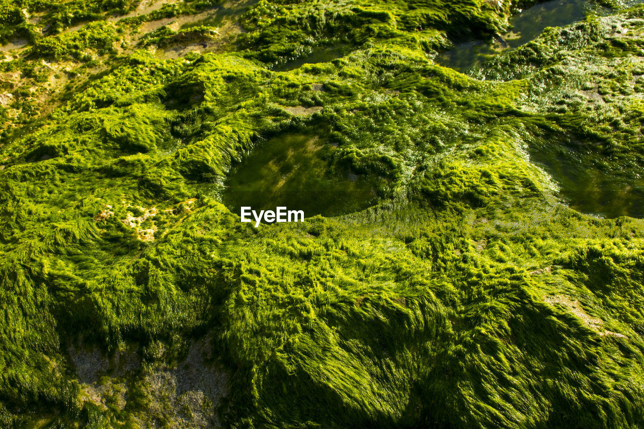 HIGH ANGLE VIEW OF MOSS GROWING ON LAND