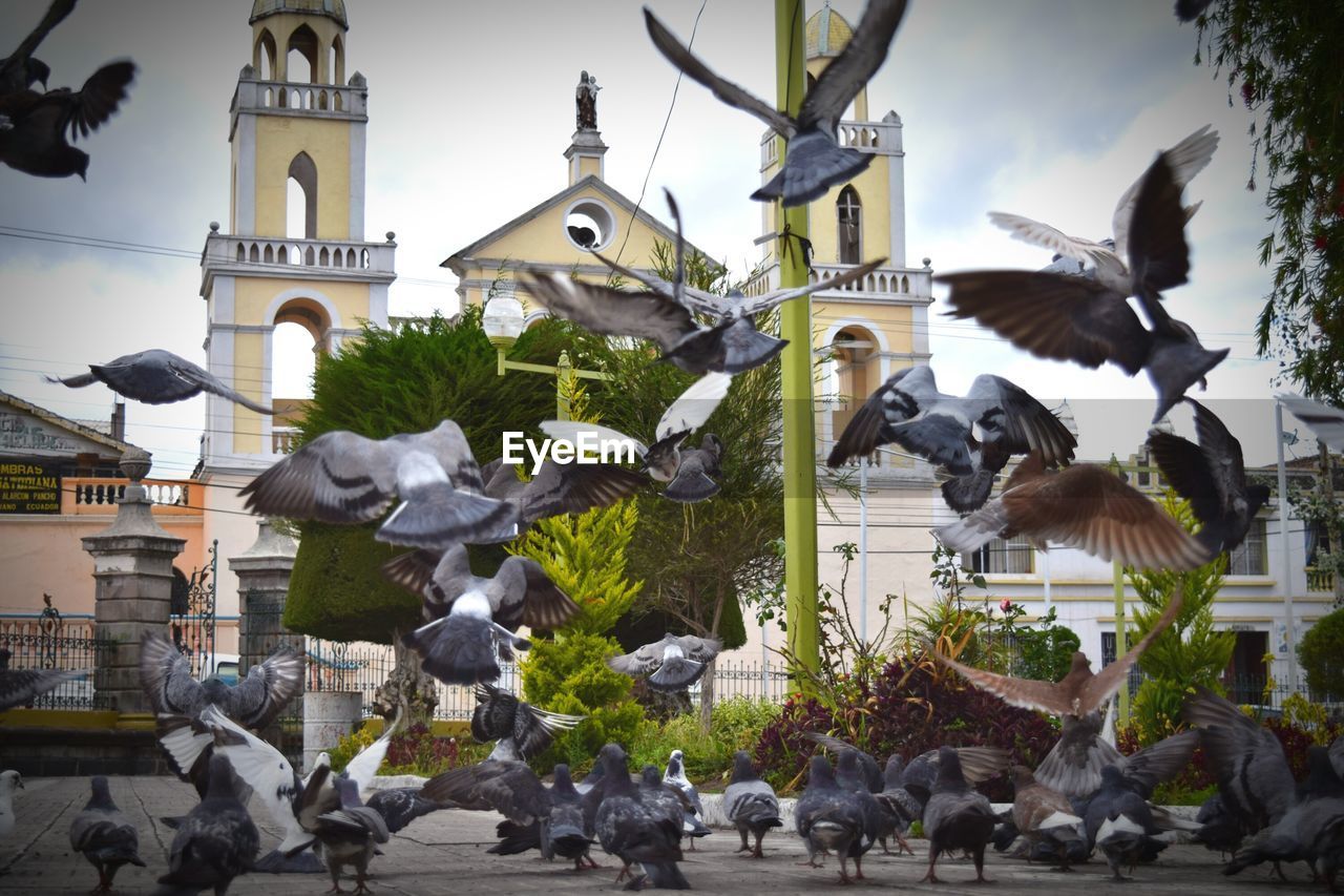 Birds perching on statue against buildings