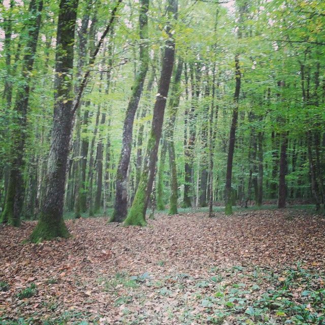 VIEW OF TREES IN FOREST