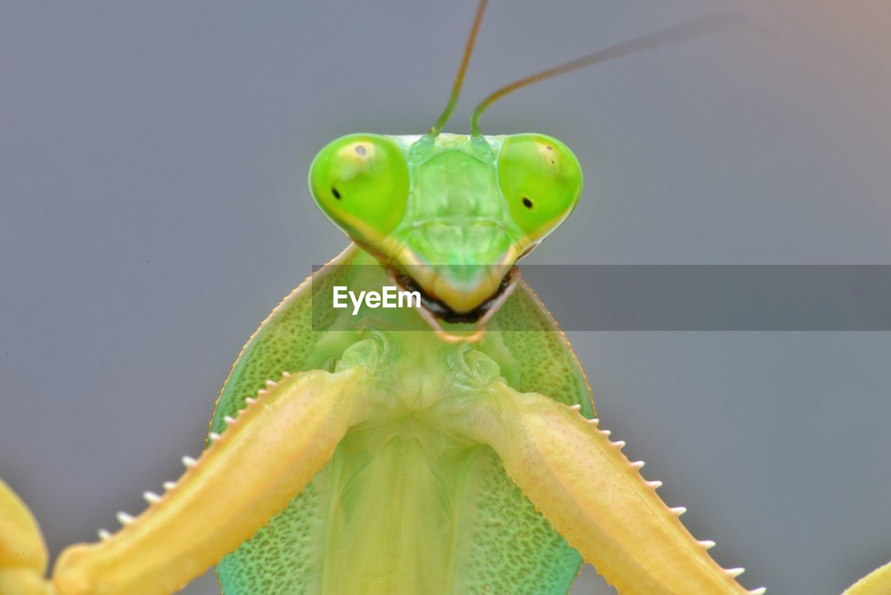 Close-up of green mantis