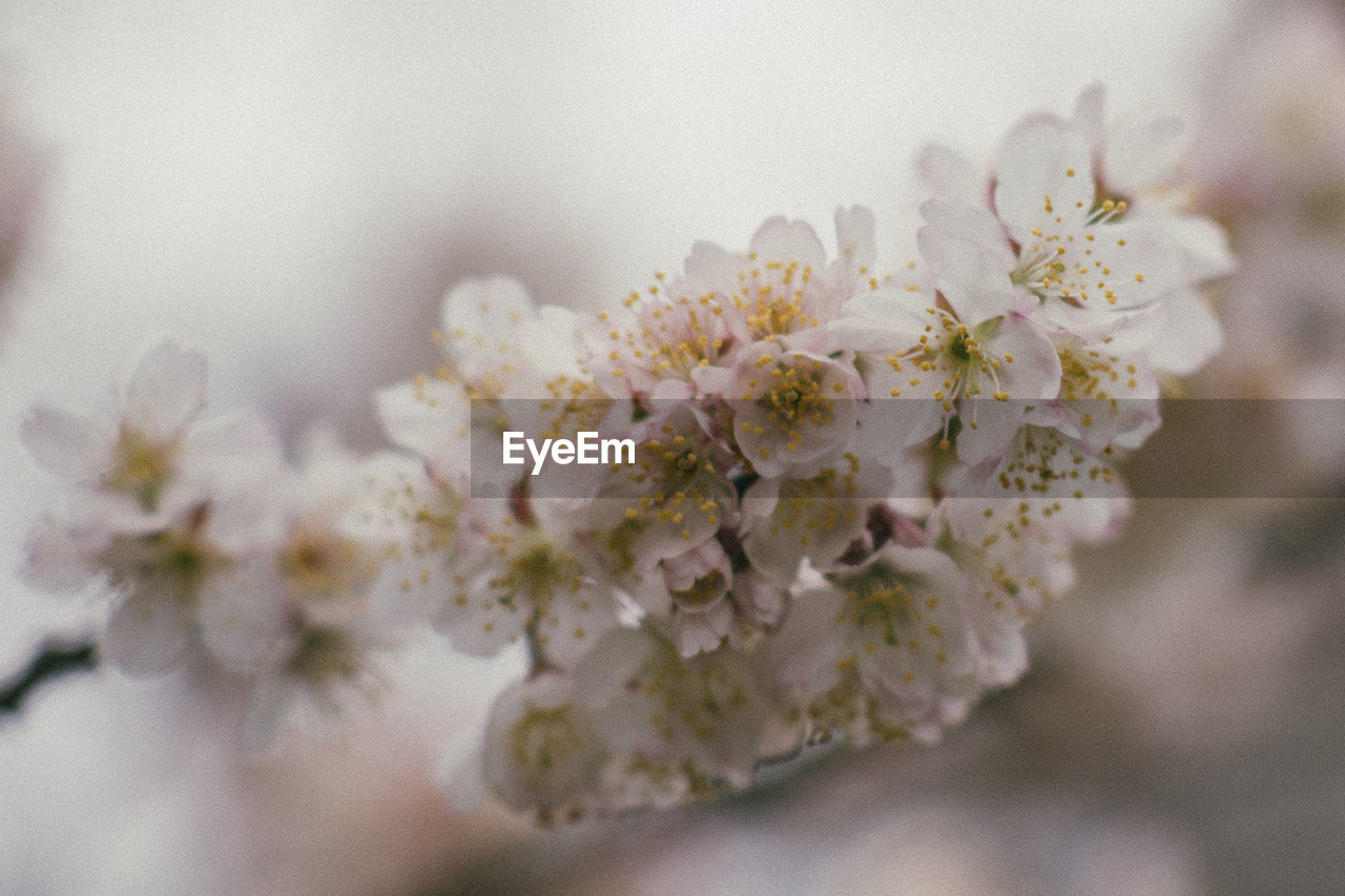 Close-up of cherry blossom