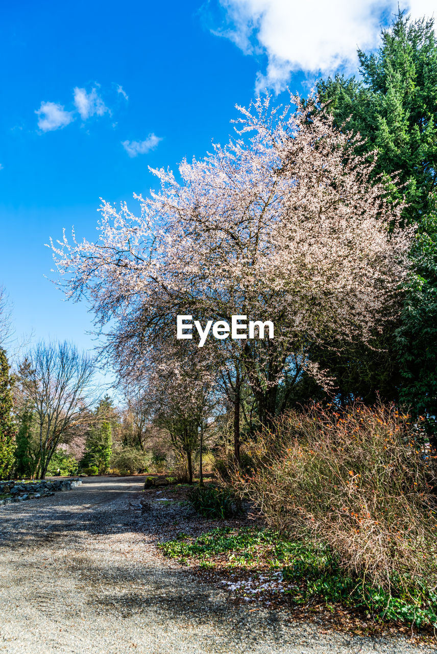 plant, tree, sky, nature, beauty in nature, flower, cloud, growth, no people, blue, grass, landscape, day, springtime, sunlight, blossom, outdoors, road, environment, tranquility, scenics - nature, flowering plant, footpath, land, leaf, tranquil scene, autumn, freshness