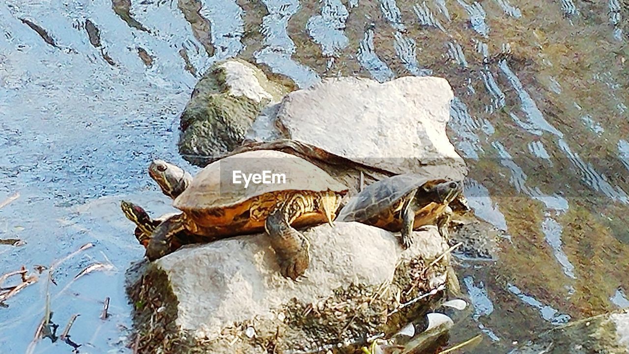 CLOSE-UP OF LIZARD ON WATER